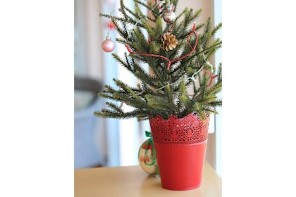 Mini Christmas tree in pot