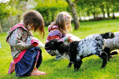 Two kids playing with lambs