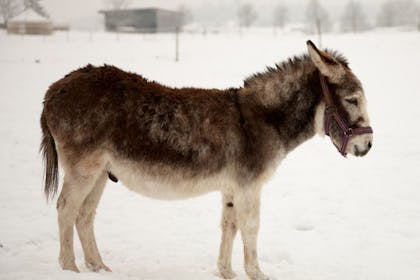Donkey in snowy field