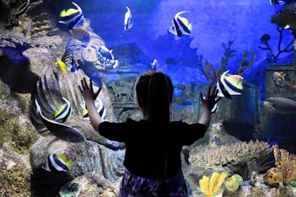 girl looking at fish at Deep Sea World