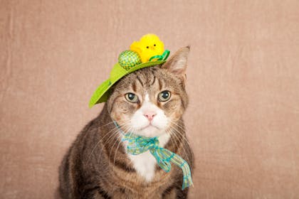 Easter bonnet with chick and egg on a cat