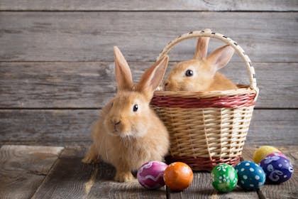 two Easter bunnies in a basket with eggs