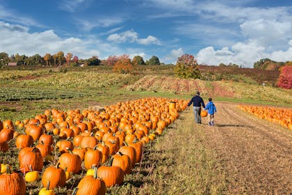 Dad and young boy carry Halloween pumpkin out of a pumpkin patch in a farm field