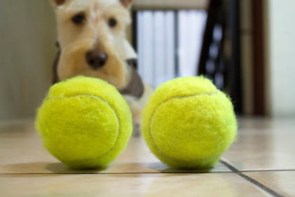 Tennis balls and dog