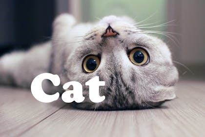 Animal baby names - Cat