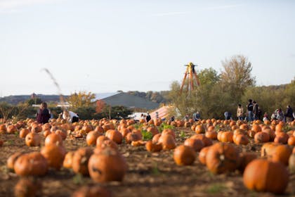The pumpkin field at Avon Valley Adventure and Wildlife Park