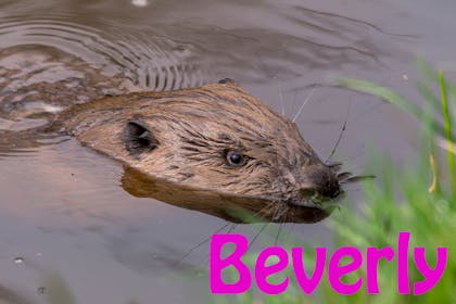 Animal baby names - Beverly