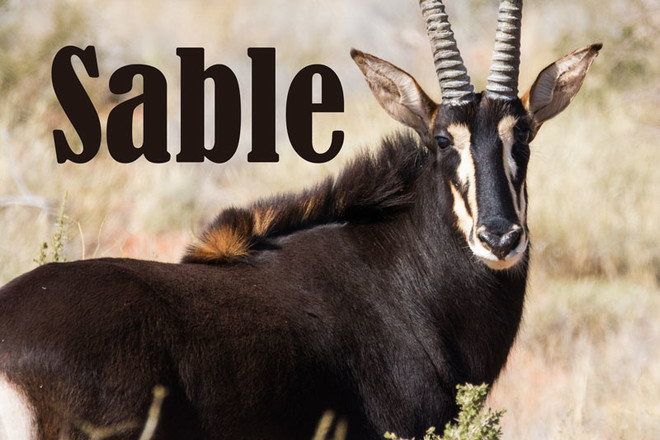 sable meaning