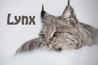 Animal baby names - Lynx