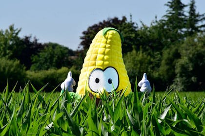 Person in corn on cob costume stand in field of maize