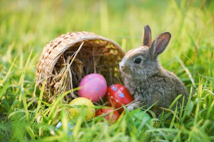 Bunny sat on grass with Easter eggs and basket