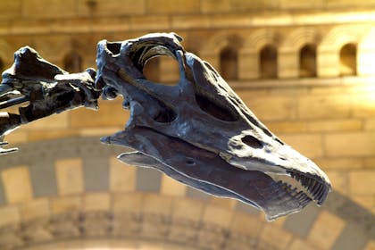 Dippy the Diplodocus. Image credit: Natural History Museum
