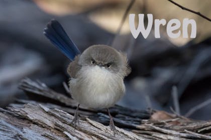 Animal baby names - Wren