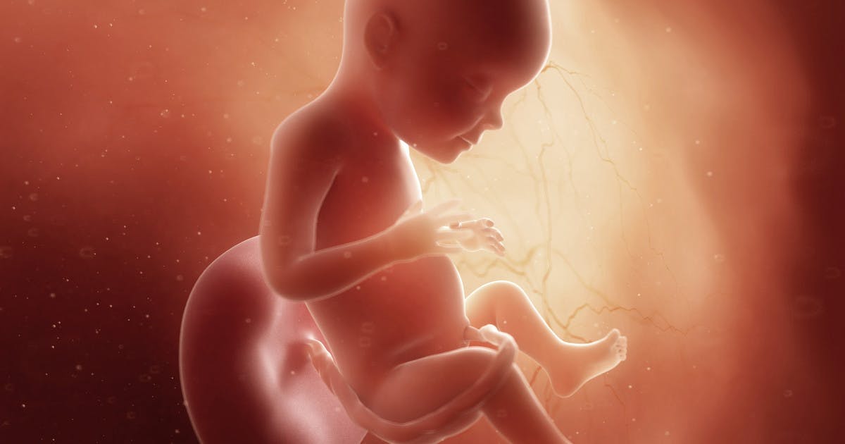 27 недель развитие. Эмбрион на 28 неделе беременности. Ребёнок на 28 неделе беременности.