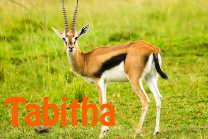 Animal baby names - Tabitha