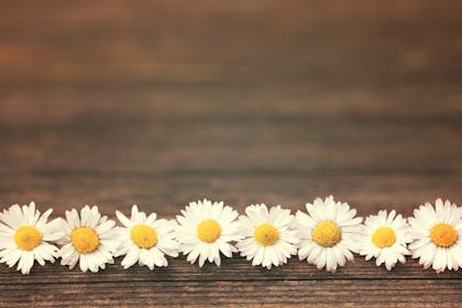 daisies in row