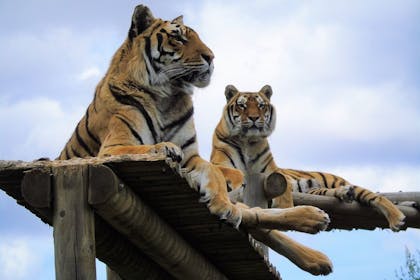 Wingham Wildlife Park tigers