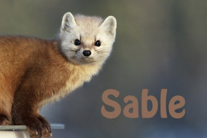 Animal baby names - Sable