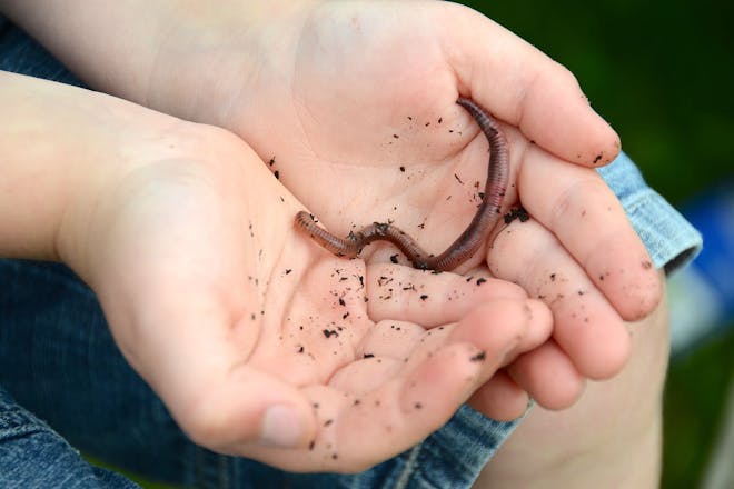 Child holding a garden worm in hands