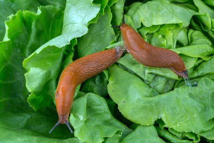 Two slugs sitting on green leaves
