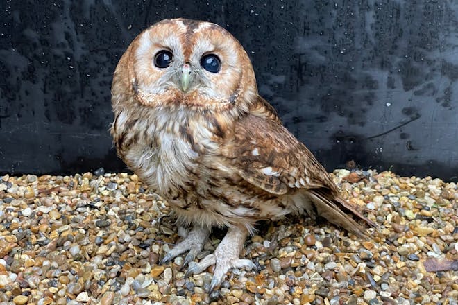 Suffolk Owl Santuary