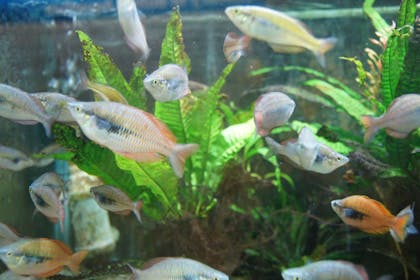 Fresh water fish at the Bolton Aquarium