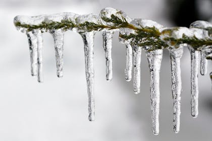 icicles on tree branch