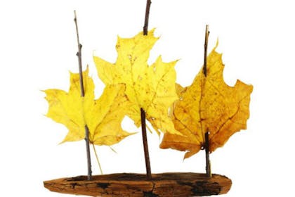 autumn leaf boats