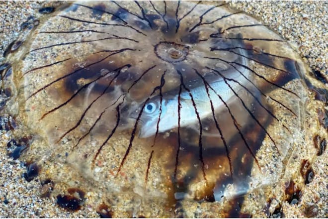 Compass jellyfish with a whiting trapped inside