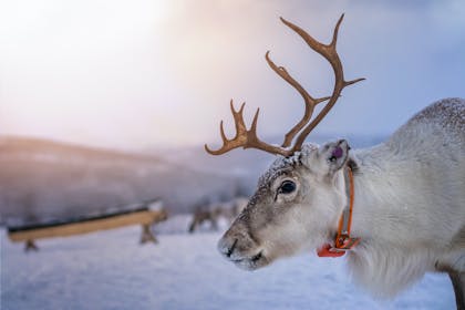 Reindeer in the snow 