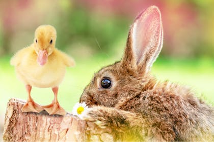 Yellow duckling and rabbit sit on tree stump