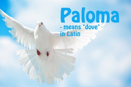 Animal baby names - Paloma