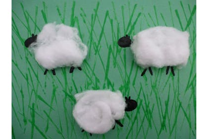 cotton sheep