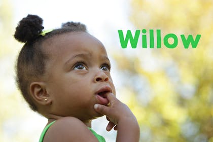 3. Willow