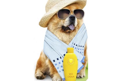Dog wearing a sun hat and sunglasses with a bottle of suntan lotion