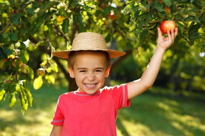 little boy picking apple