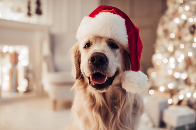 Golden retriever dog wearing Christmas hat 