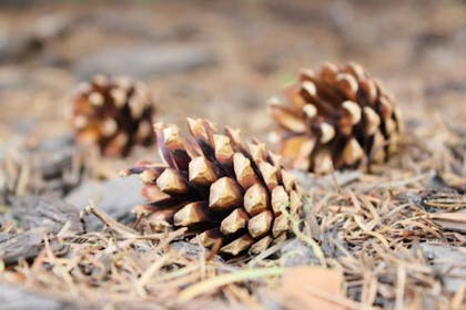 pine cones