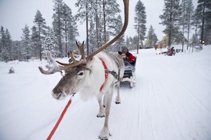 Reindeer pulling sleigh in Lapland