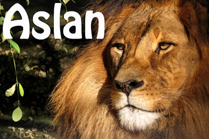 Animal baby names - Aslan