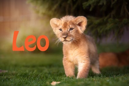 Animal baby names - Leo
