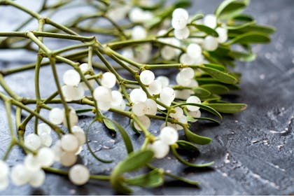 Mistletoe branch