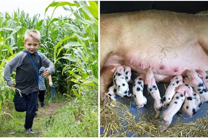 Boy running through maize field, pig with piglets