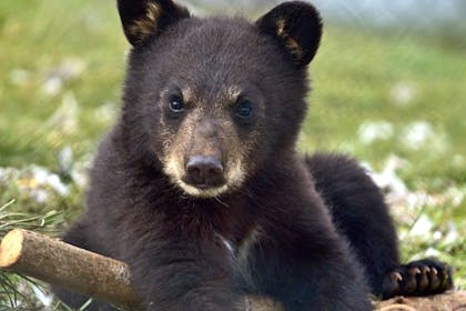 Black bear cub at Woburn Safari Park