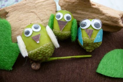 acorn owls