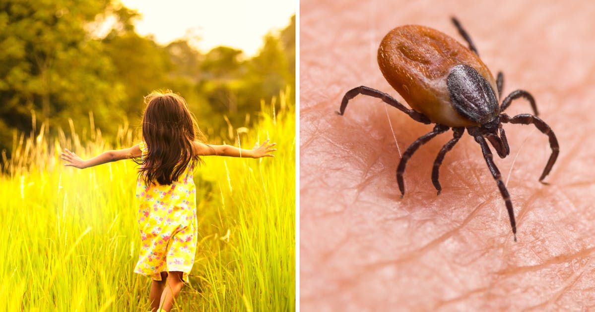 Parents urged to protect kids from tick bites over Lyme disease fears ...