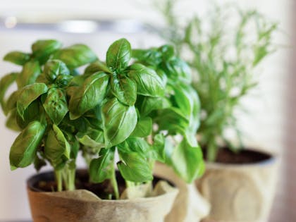 Basil plant in home to ward off flies