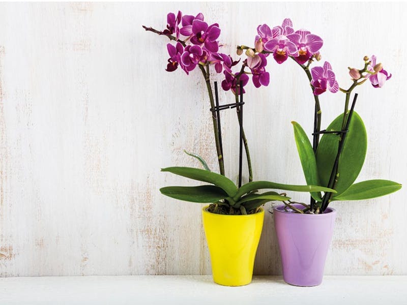 Lidl launches teachers' gifts range from just £1.99 Netmums Reviews