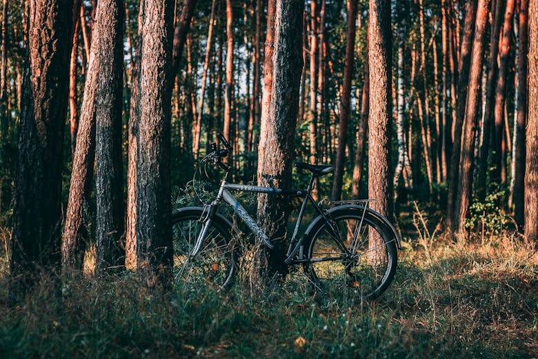Vélo dans les bois