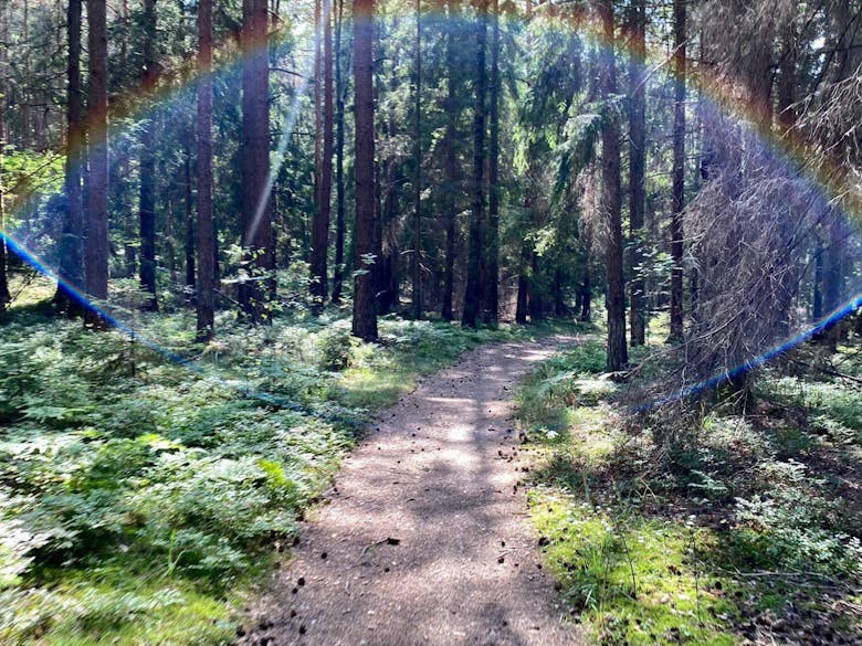 Chemin cyclable en forêt sur la Scandibérique